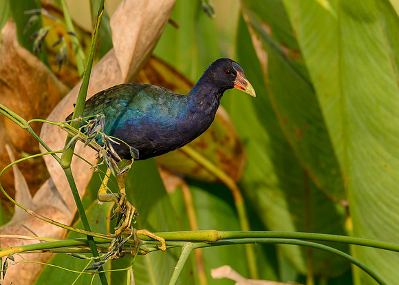 Purple Galanule