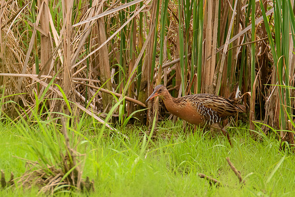 King Rail