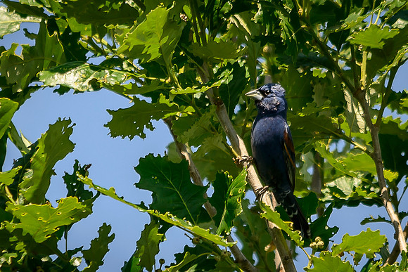 Blue Grosbeak; Batelle Darby Metro Park, Columbus Ohio