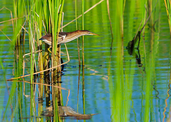 Least Bittern; Glacier Ridge Metro Park, Dublin Ohio