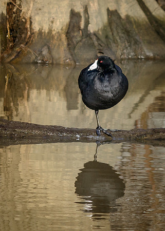 American Coot