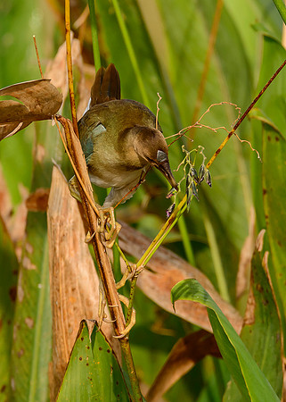 Purple Galanule