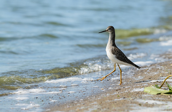 Lesser Yellowlegs