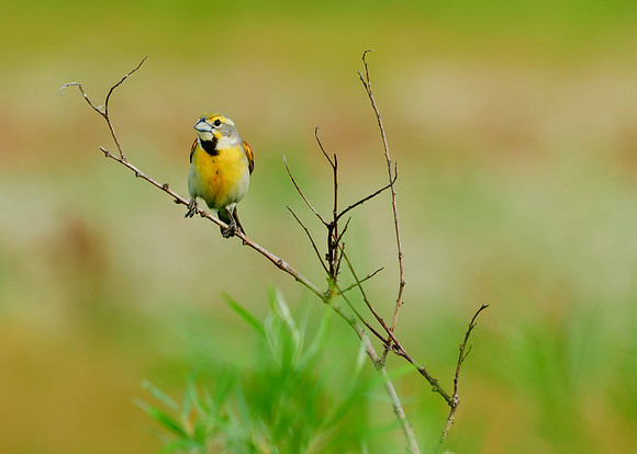 Dickcissel
