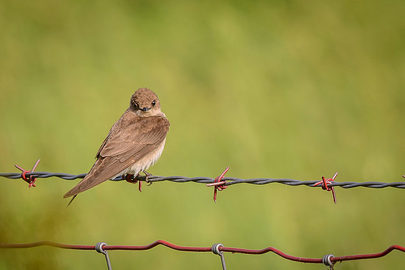 Rough-winged Swallow