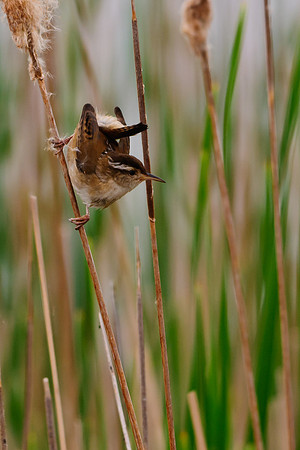 Marsh Wren ; Magee Marsh, Lake Erie OH