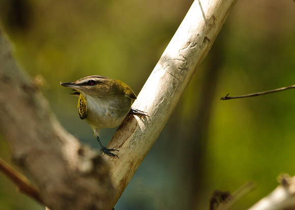 Red-eyed Vireo; Magee Marsh, Lake Erie OH