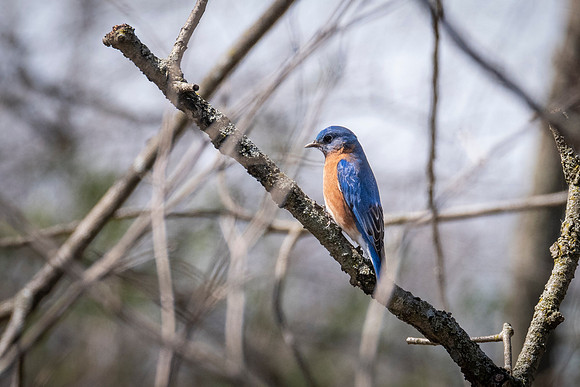 Eastern Bluebird
