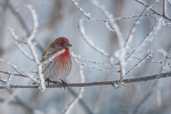House Finch