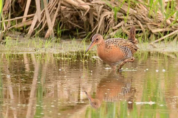 King Rail
