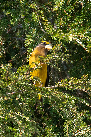 Evening Grosbeak
