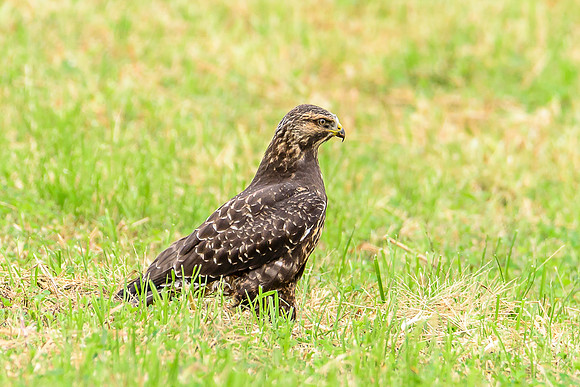 Swainson's Hawk