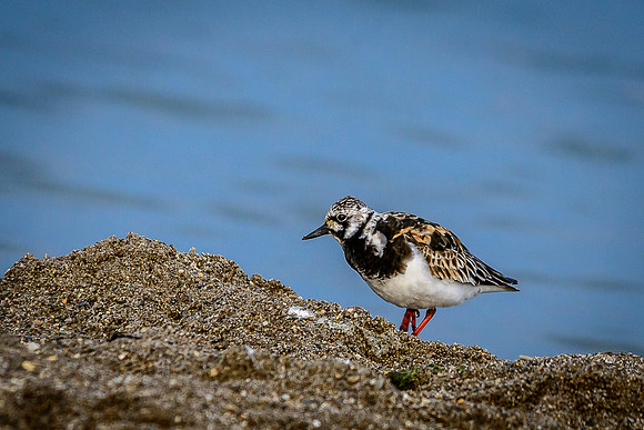 Ruddy Turnstone