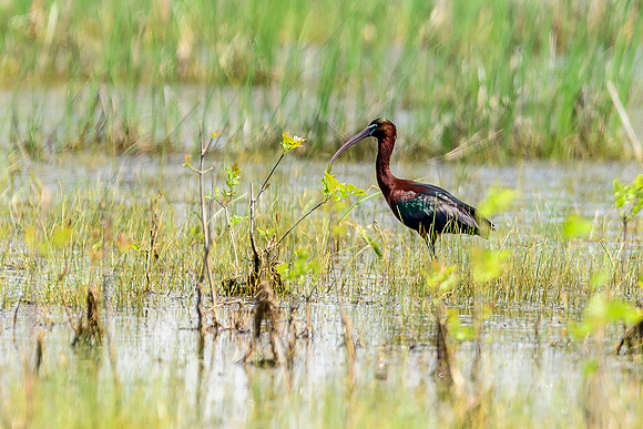 Glossy Ibis