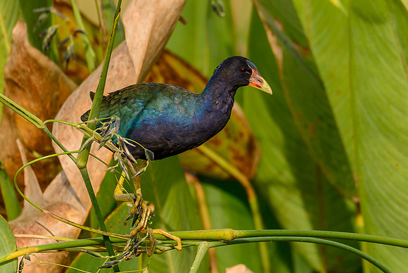 Purple Galanule