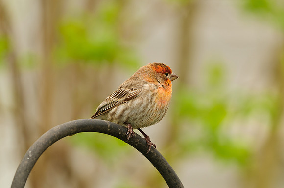 Male House Finch (Yellow Variant); Larue OH House Finch