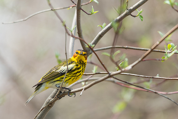 Cape May Warbler