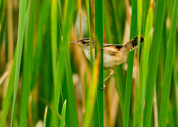 Marsh Wren; Big Island Wildlife Area, Marion Ohio