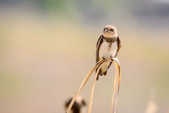 Bank Swallow
