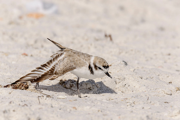Snowy Plover