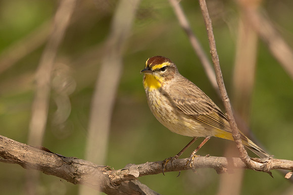 Palm Warbler