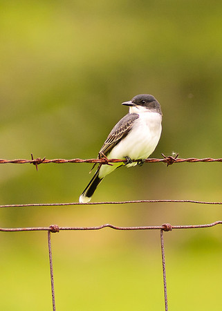 Eastern Kingbird; Union County