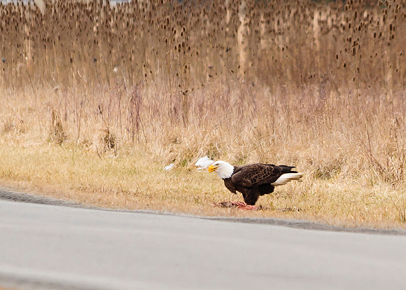 Bald Eagle