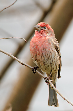 House Finch