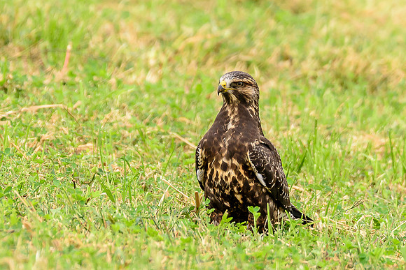 Swainson's Hawk
