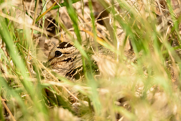 American Woodcock