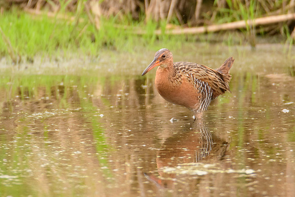 King Rail