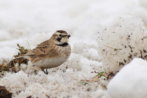 Horned Lark