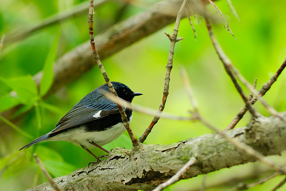 Black Throated Blue Warbler; Magee Marsh, Lake Erie Ohio
