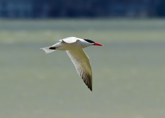 Caspian Tern; Indian Lake, Lakeview Ohio