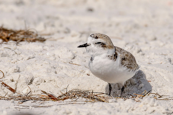 Snowy Plover