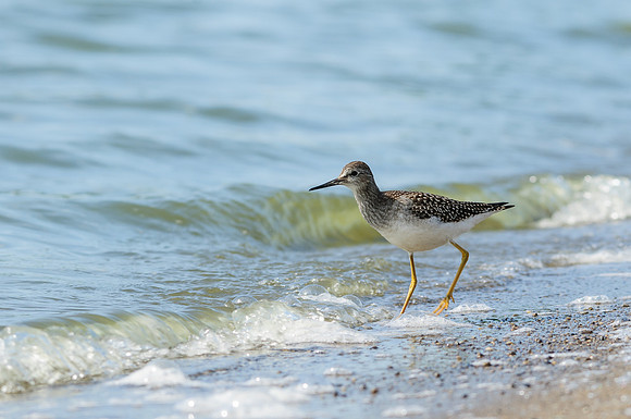 Lesser Yellowlegs