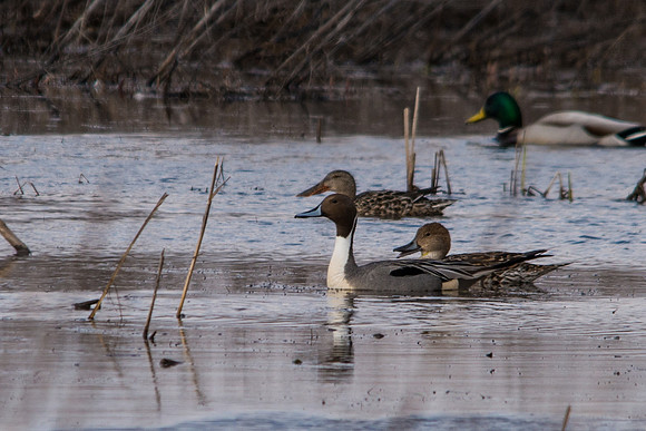 Northern Pintail; Big Island Wildlife Area, Marion Ohio