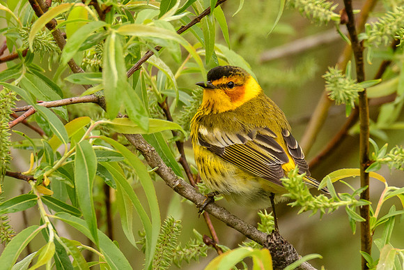 Cape May Warbler