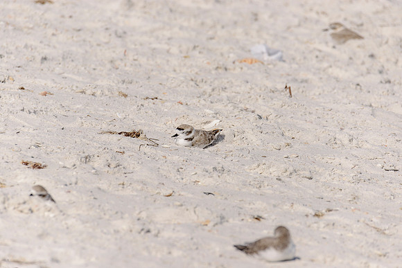 Snowy Plover