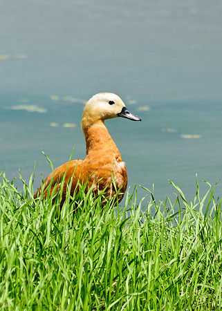 Ruddy Shelduck Big Island Wildlife Area, Marion, Ohio