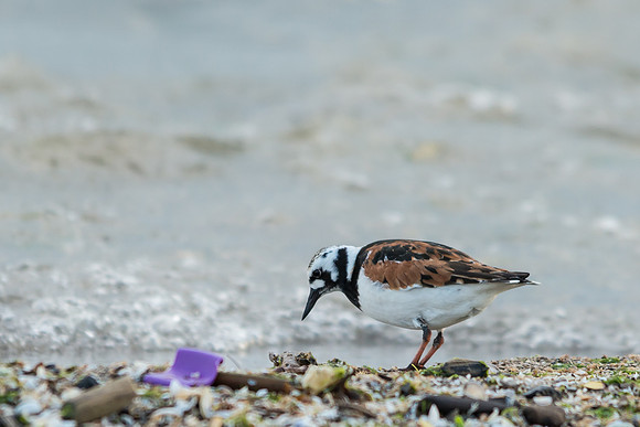 Ruddy Turnstone
