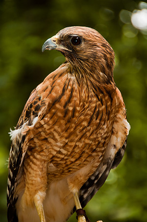 Red-shouldered Hawk