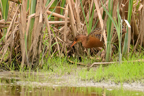 King Rail