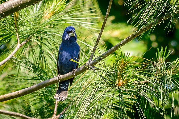 Blue Grosbeak; Batelle Darby Metro Park, Columbus Ohio