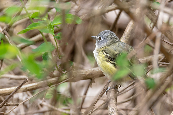 Blue-headed Vireo