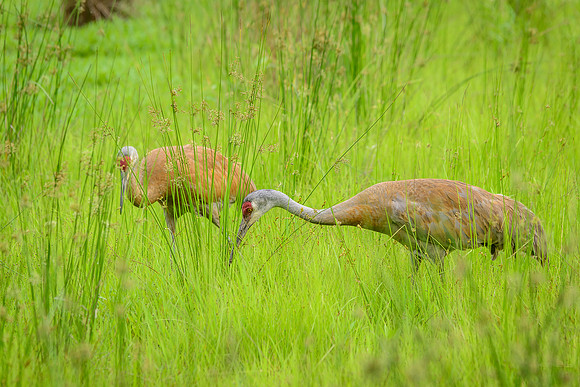 Sandhill Crane Pair