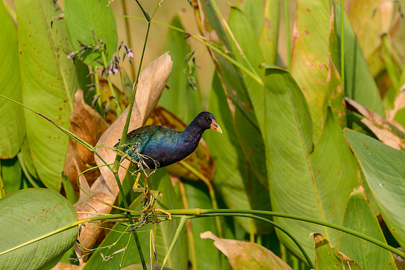 Purple Galanule