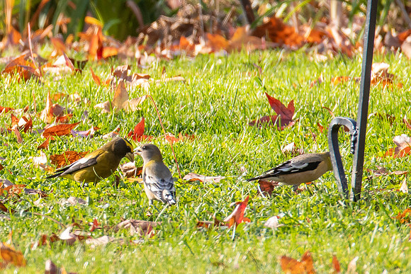 Evening Grosbeak