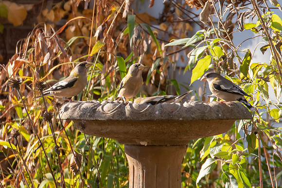 Evening Grosbeak