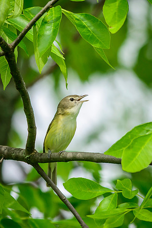 Bell's Vireo; Big Island Wildlife Area, Marion Ohio